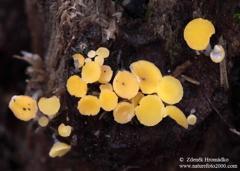 voskovička citrónová, Bisporella citrina (Houby, Fungi)